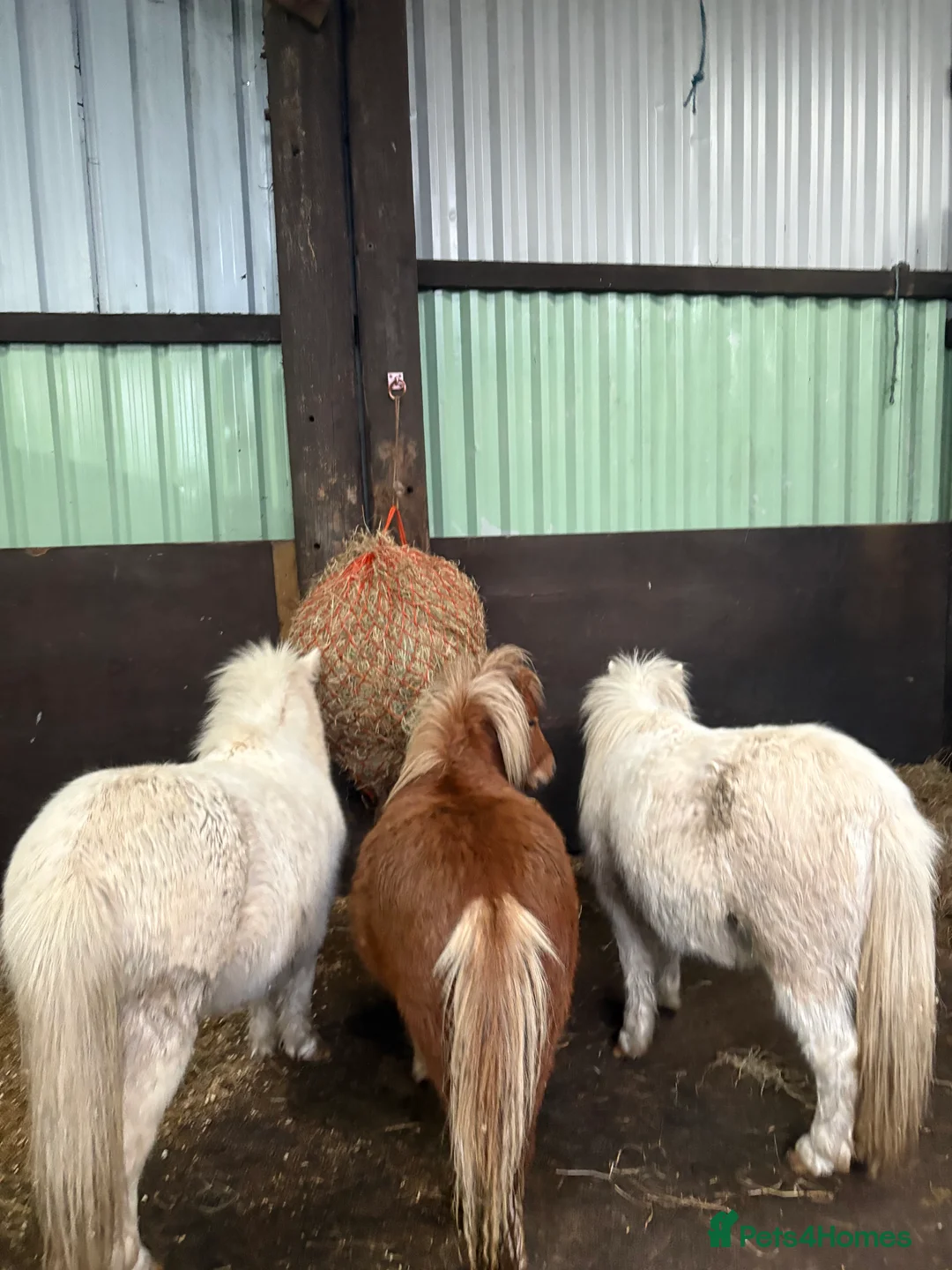 Miniature horses for sale: 2 Pali & white mini Shetlands  - Advert 5