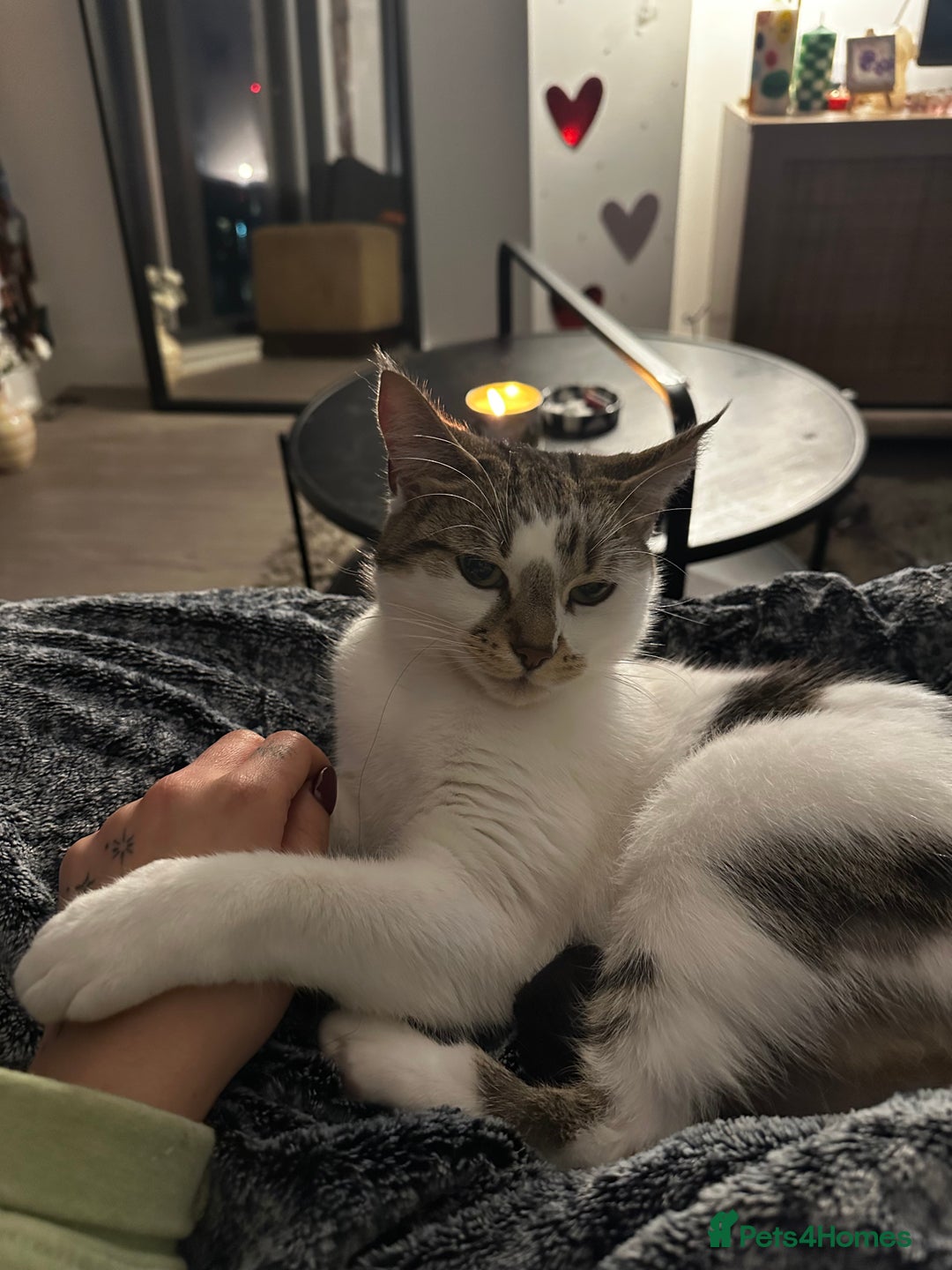 Domestic Shorthair cats for sale: Beautiful girl cat for rehoming  - Image 6