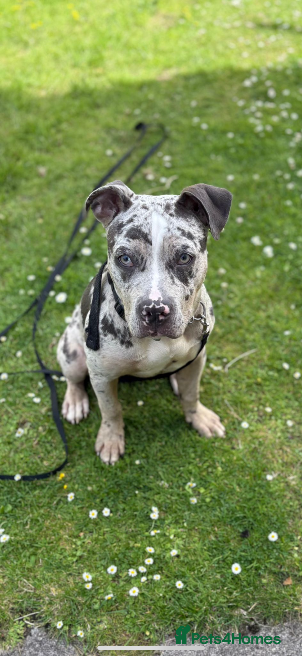 American Bulldog dogs Luna  - Advert 1