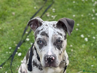 American Bulldog dogs Luna - Advert 1