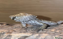 Bearded Dragon reptiles for sale: Baby bearded  - Image 3