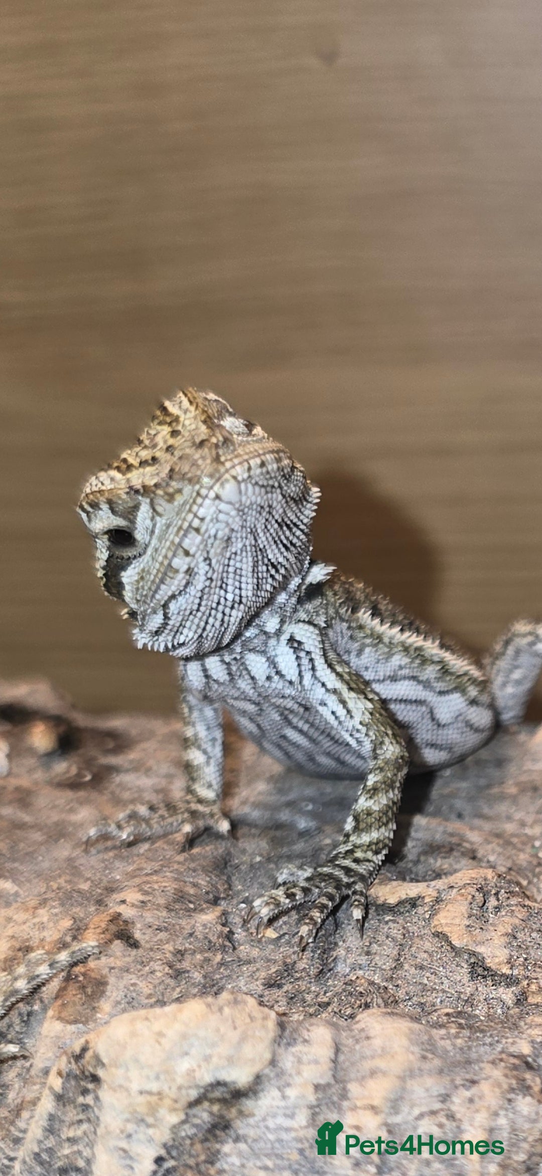 Bearded Dragon reptiles for sale: Baby bearded  - Image 3