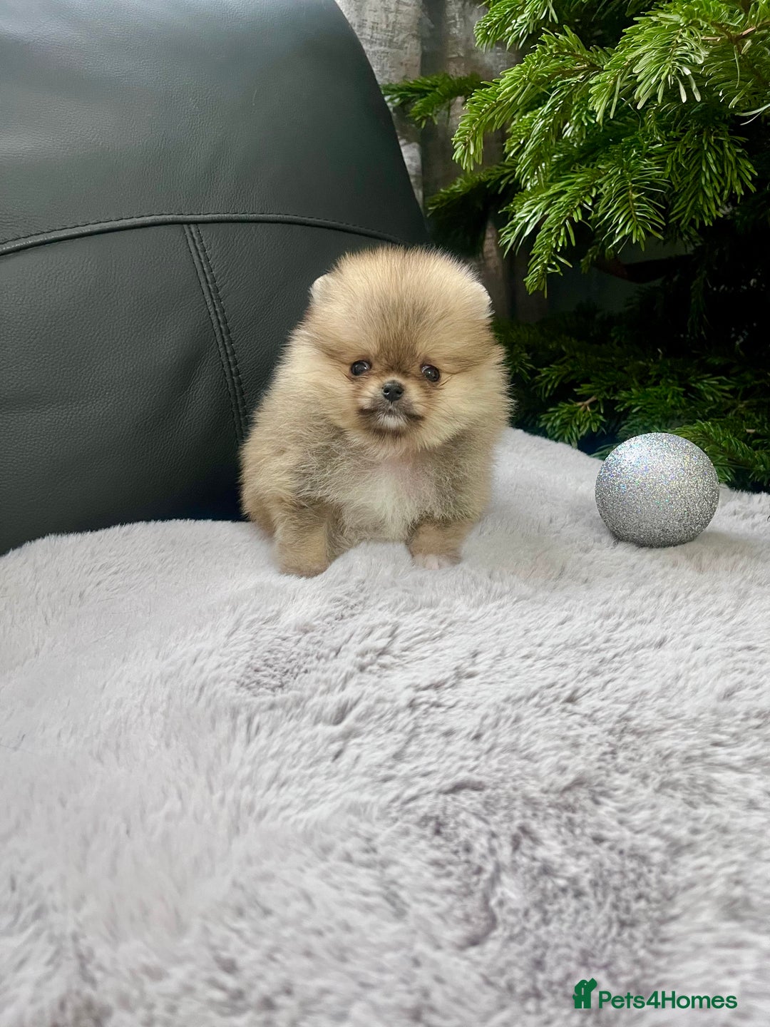 Pomeranian dogs for sale: 🔥Very Small 500gr.at 8weeks🐻Teddy Bear   - Advert 3