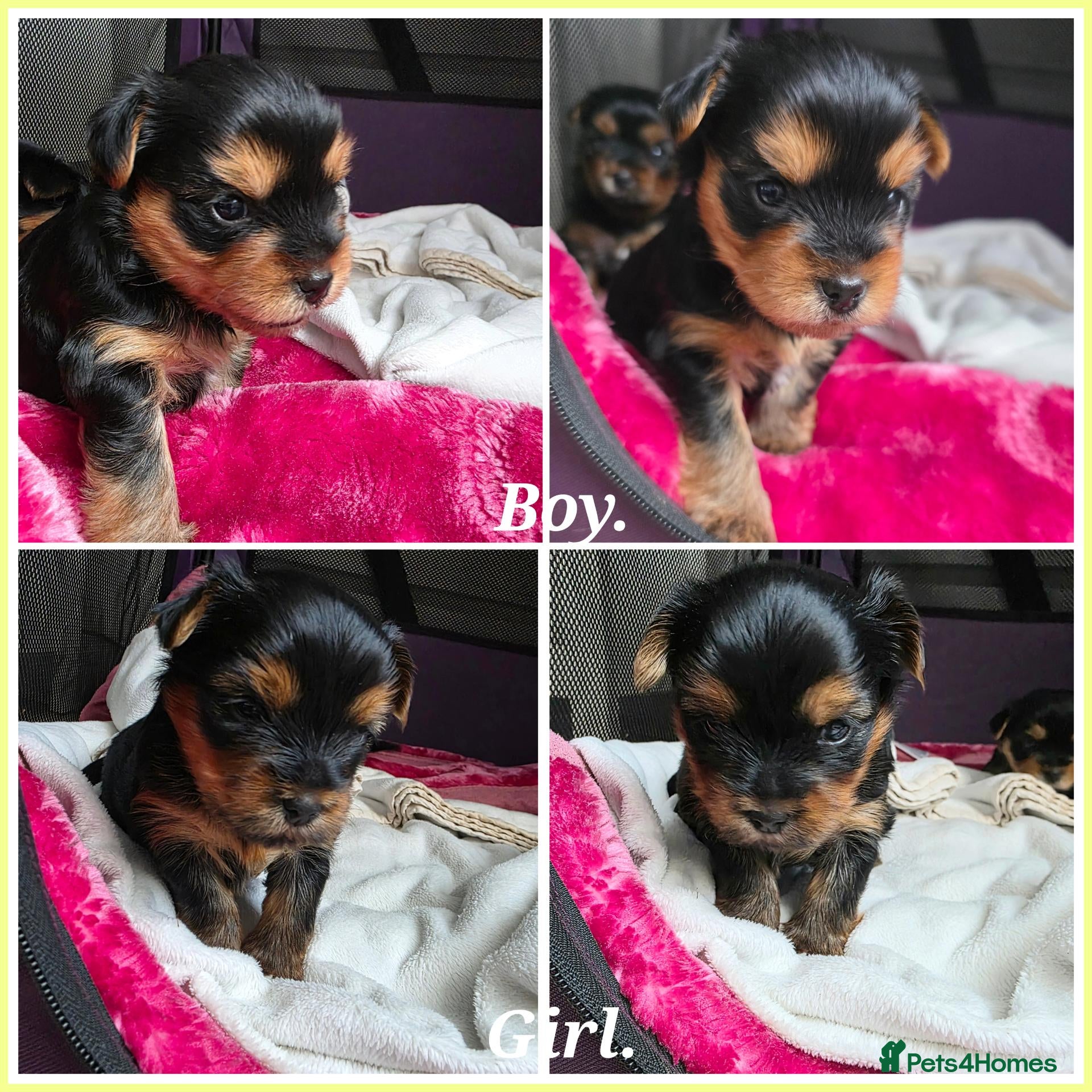 Yorkshire Terrier dogs 💕Yorkshire Terrier puppies.💕 - Advert 10