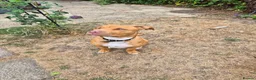 Mixed Breed dogs for sale: Staffy/cross in Felixstowe - Advert 11