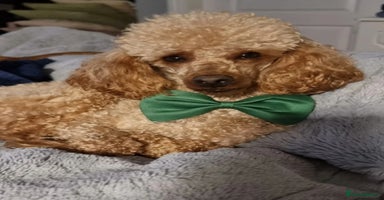 Cockapoo dogs Gorgeous F1b cockapoo puppies  - Advert 10