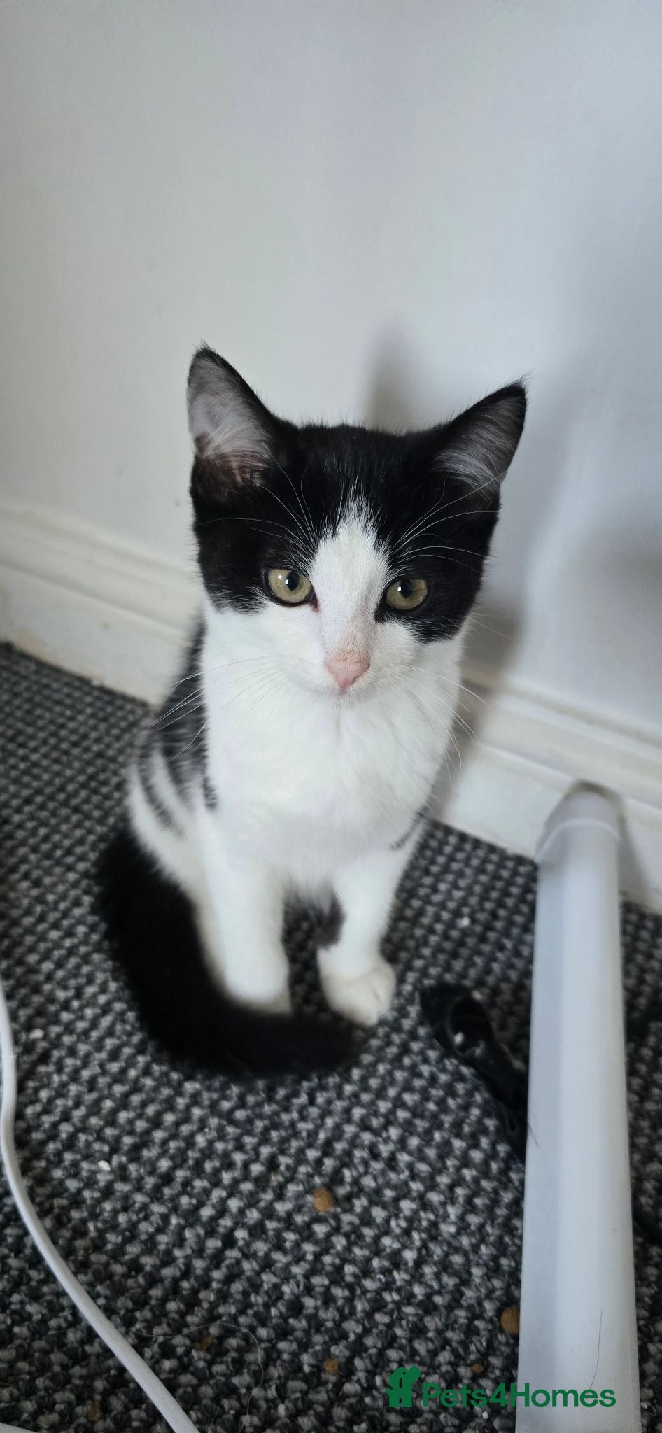 Mixed Breed cats 4 Beautiful kittens ready for a loving home. - Advert 4