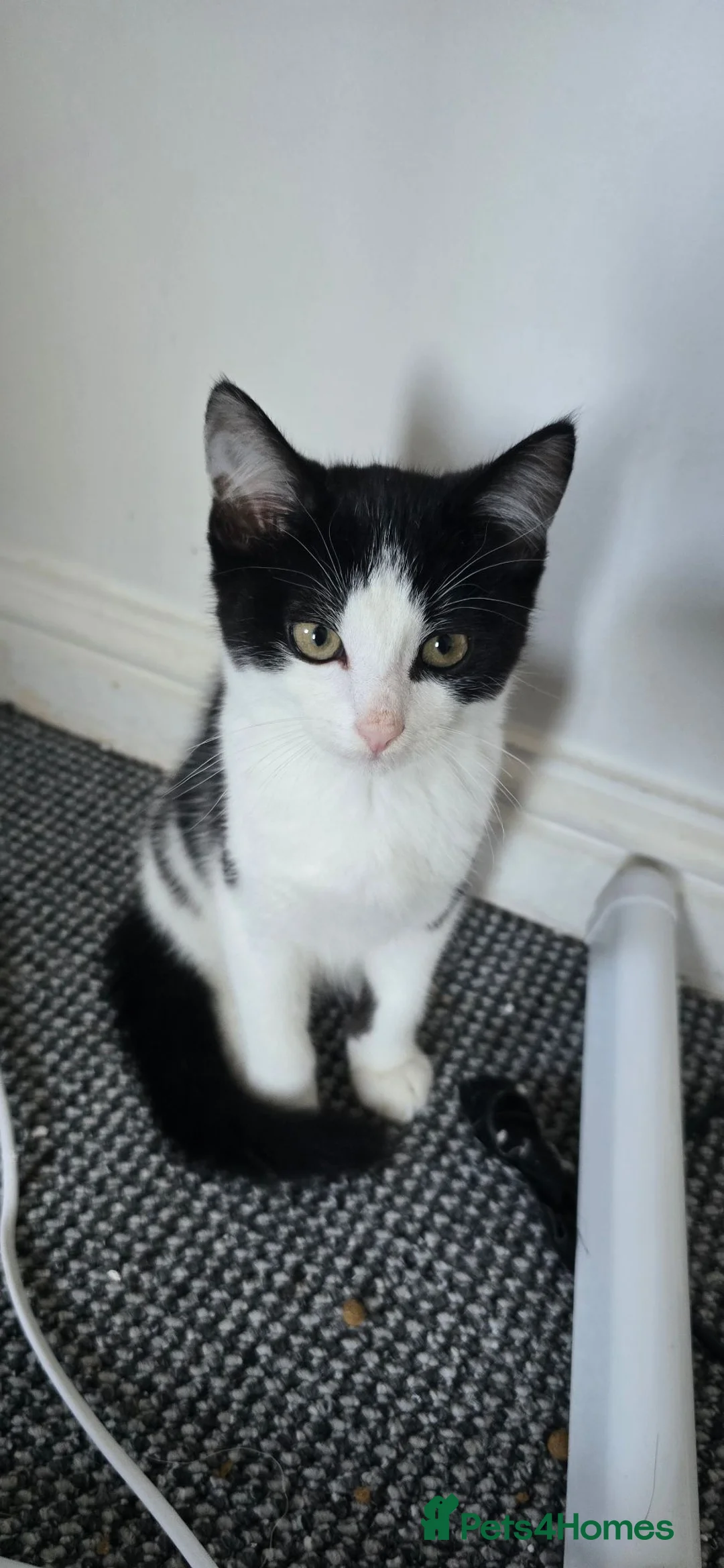 Mixed Breed cats for sale: 4 Beautiful kittens ready for a loving home. - Advert 1