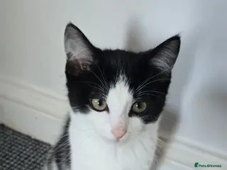 Mixed Breed cats 4 Beautiful kittens ready for a loving home. - Advert 1