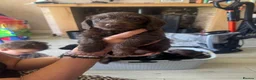 Mixed Breed dogs for sale: Doxiepoos puppies  - Advert 7