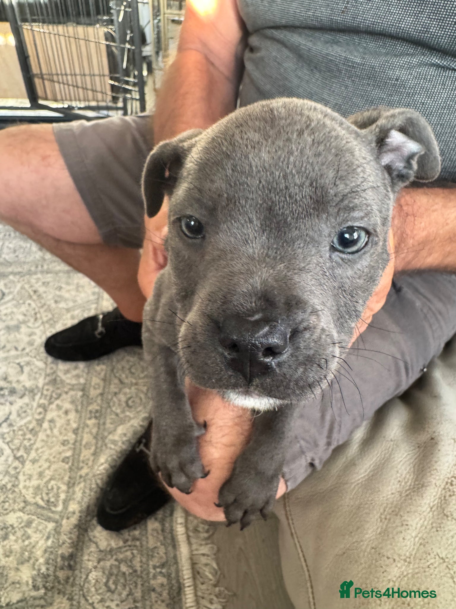 Staffordshire Bull Terrier dogs for sale: staff puppy for sale ready to go  in Cambridge - Advert 16