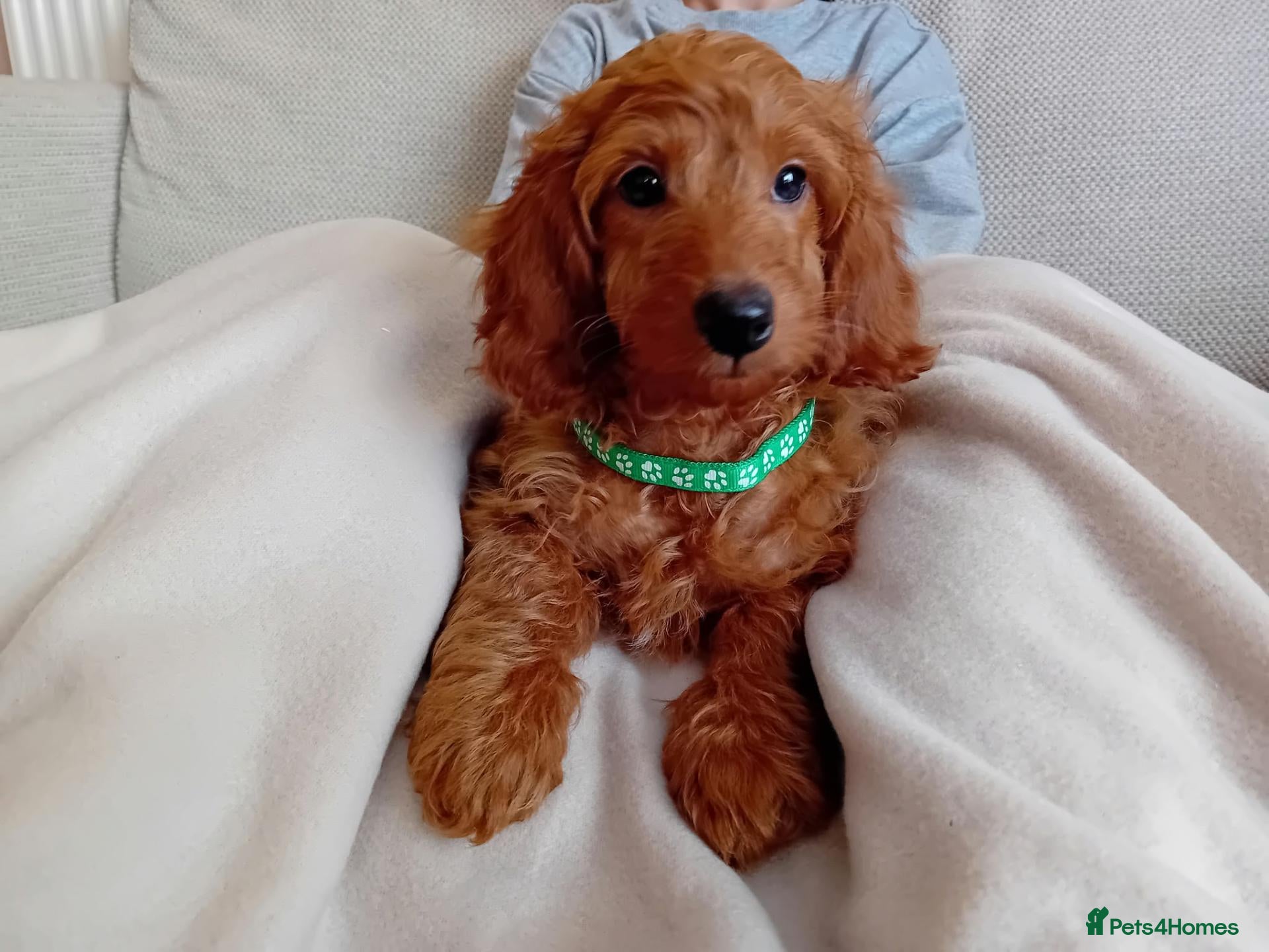 Goldendoodle dogs for sale: One boy available  - Advert 8