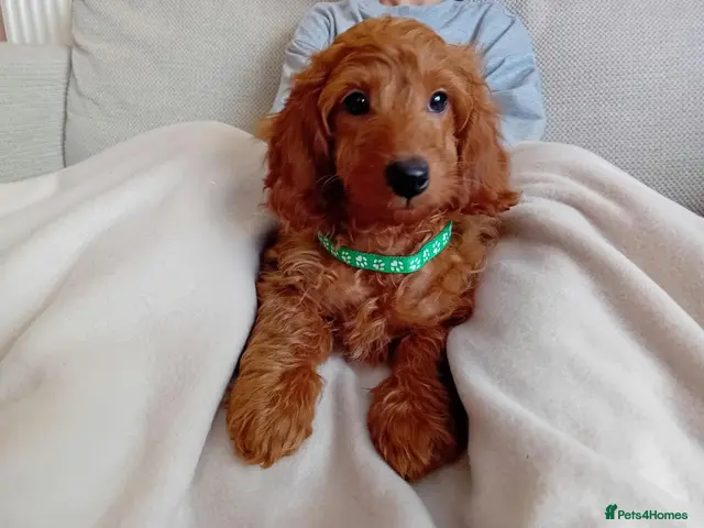 Goldendoodle dogs for sale: One boy available - Advert 8