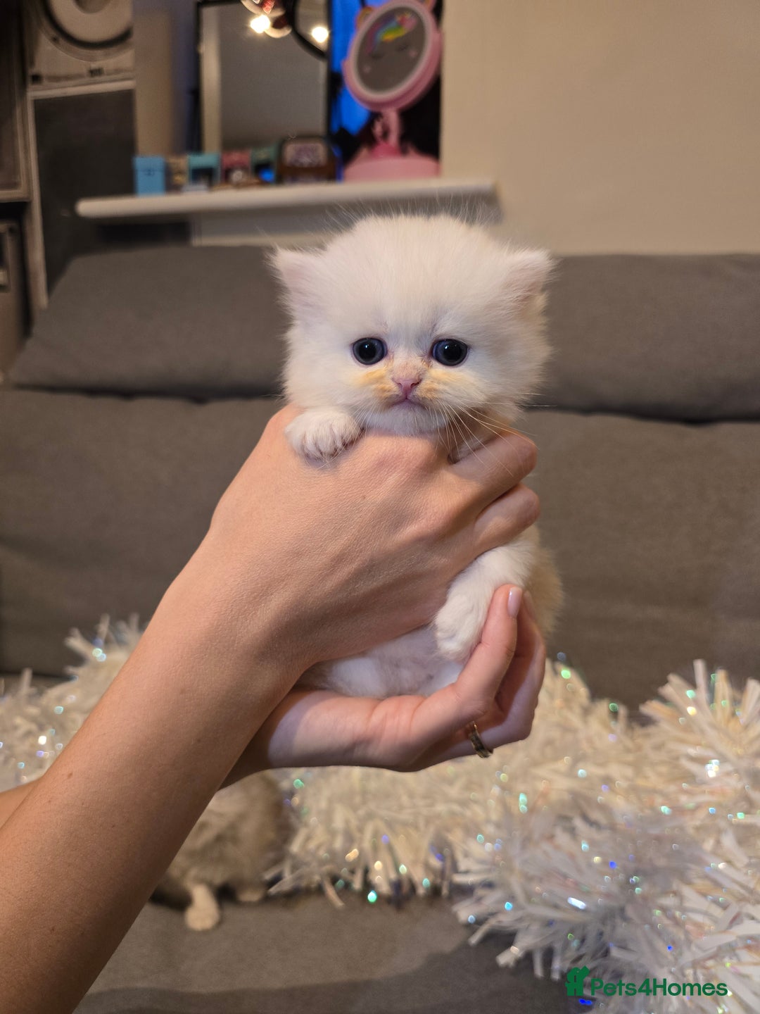 Persian cats for sale: Persian fluffy angels - Advert 12