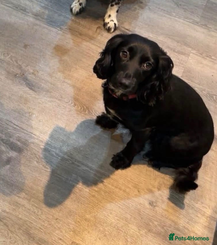 Cocker Spaniel dogs Looking for a SMALL male cocker spaniel stud  - Advert 1