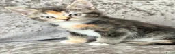 Mixed Breed cats for sale: READY TO LEAVE British ShorthairX kittens  - Advert 9