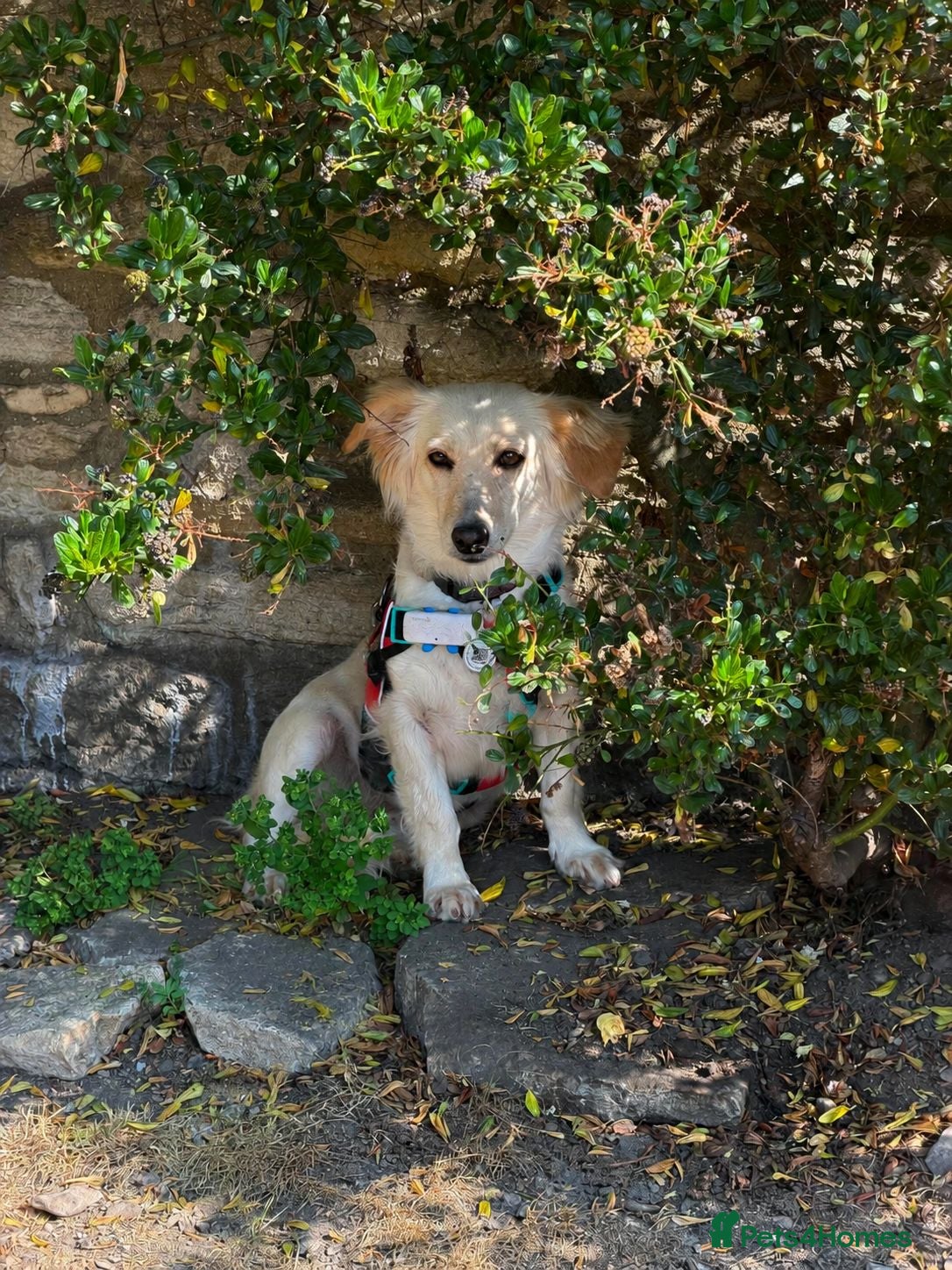 Mixed Breed dogs 🌸 Sweet Hattie – looking for her forever home - Advert 6