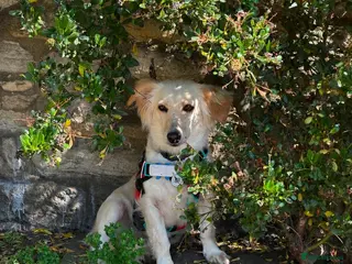 Mixed Breed dogs 🌸 Sweet Hattie – looking for her forever home - Advert 1