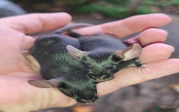 Mouse rodents for sale: Siamese, satin and black female mice  - Image 2