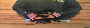 Rottweiler Puppy 3