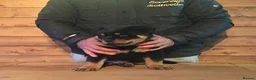 Rottweiler dogs for sale: TRADITIONAL GERMAN ROTTWEILER PUPPIES FOR SALE - Advert 3