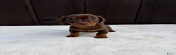 Miniature Dachshund dogs for sale: Dachshund puppies 2 boys 1 girl  - Advert 30