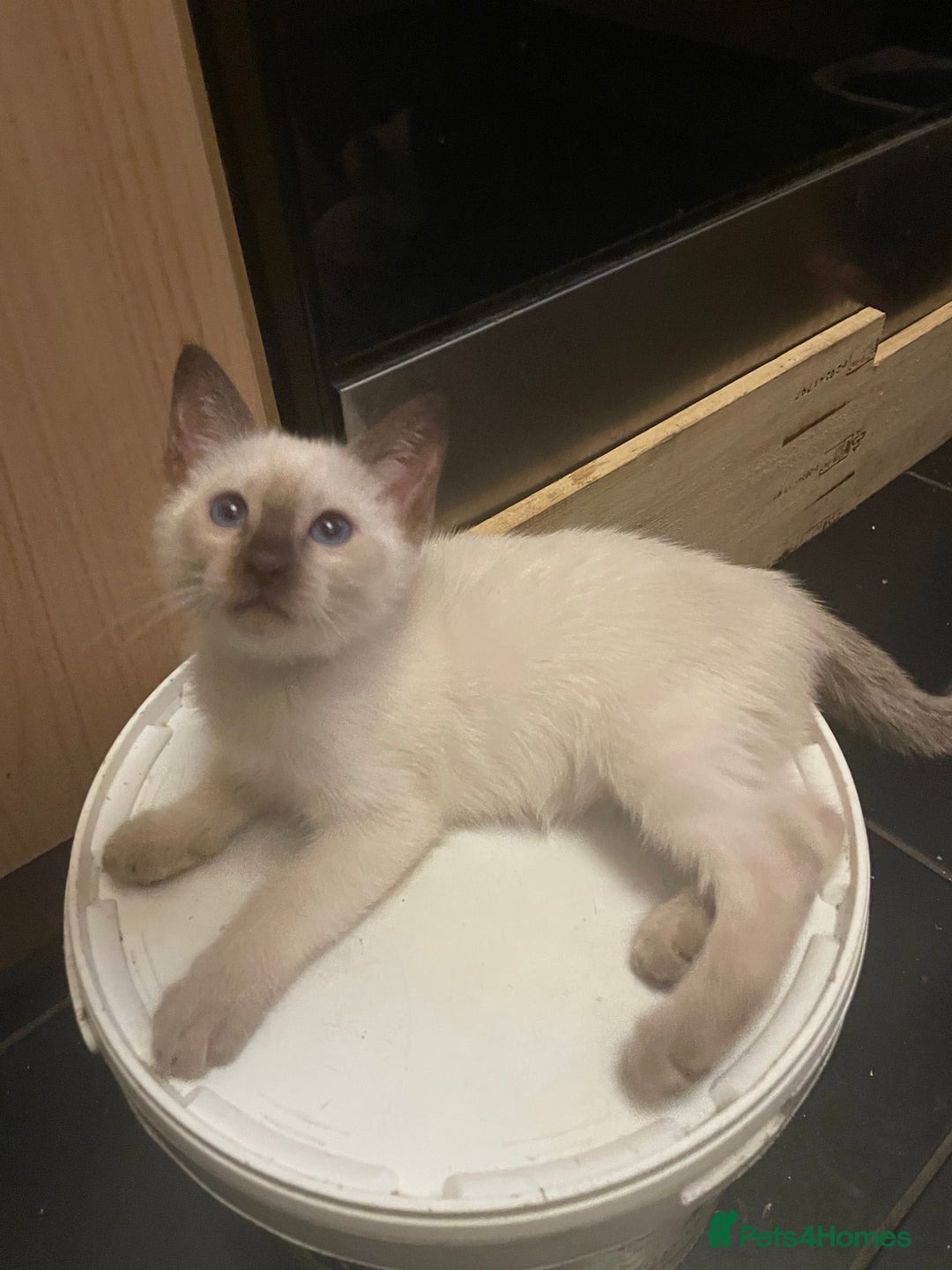 Bengal cats for sale: INTRODUCING 3 ❤️❤️❤️ BEAUTIFUL FELINES  - Image 18