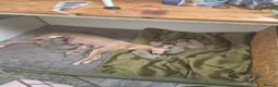 Whippet dogs for sale: Fawn Whippet puppys - Advert 1