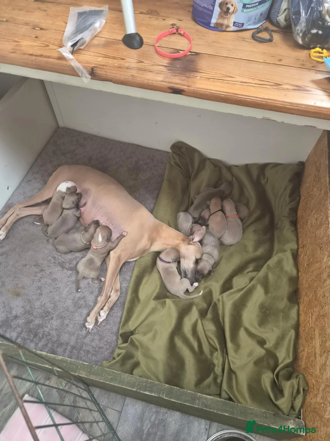 Whippet dogs for sale: Fawn Whippet puppys - Advert 1