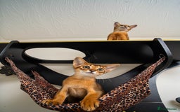 Abyssinian cats for sale:  Champions  Line Romeo-TICA reg. Abyssinian Beauty - Image 8