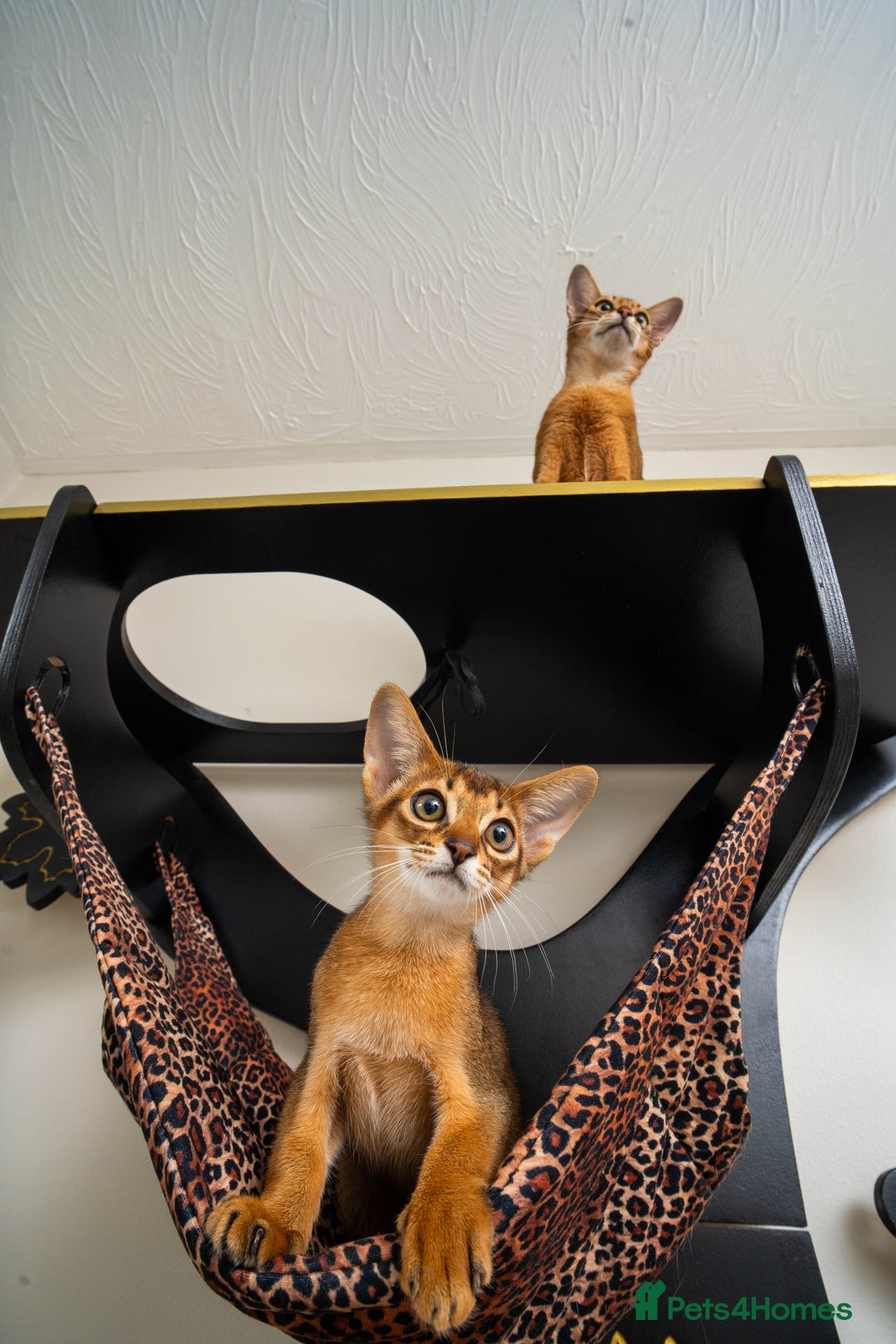 Abyssinian cats for sale:  Champions  Line Romeo-TICA reg. Abyssinian Beauty - Image 8