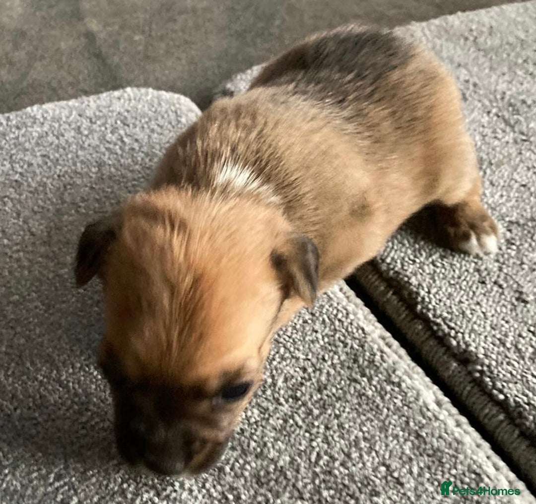 Jack Russell dogs for sale:  **  JACK RUSSELL PUPPIES - READY TO GO - Advert 9