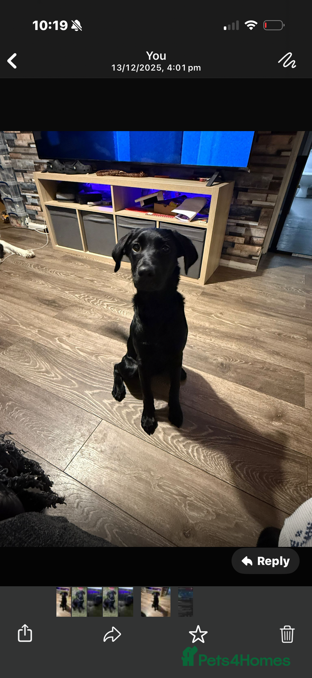 Labrador Retriever dogs for sale: Labrador  - Advert 1