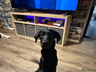 Labrador Retriever dogs Labrador - Advert 1