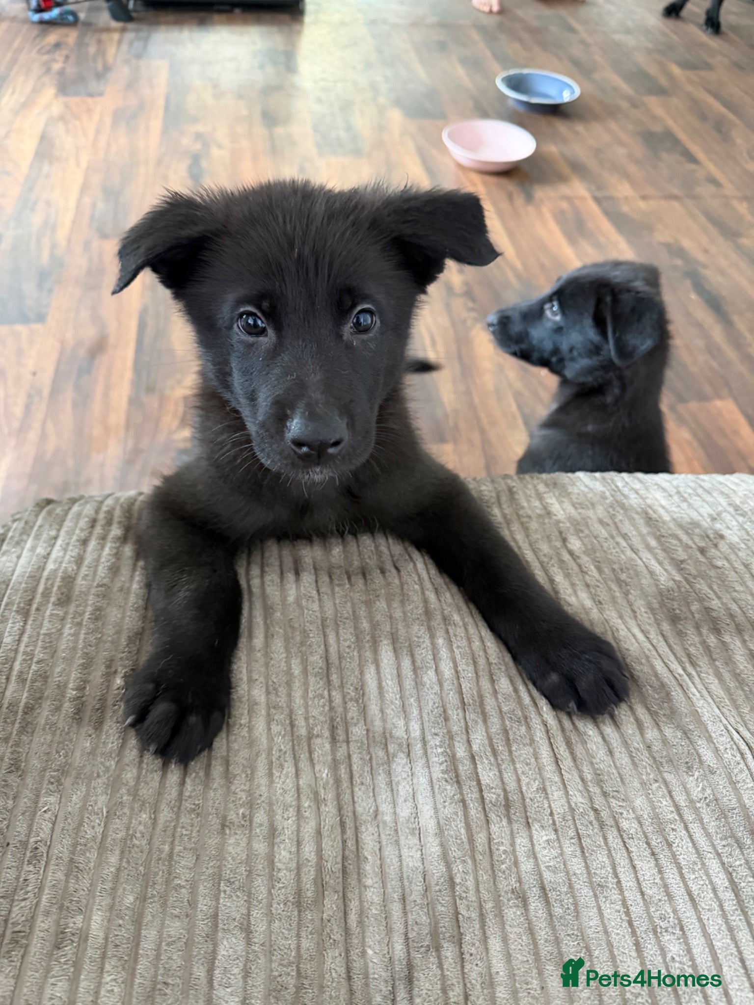 German Shepherd dogs Healthy German Shepherd Puppies - Advert 15