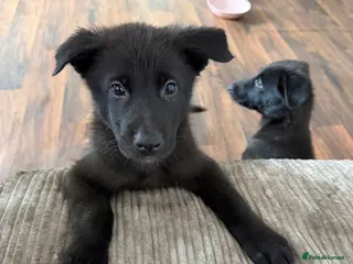 German Shepherd dogs Healthy German Shepherd Puppies - Advert 3