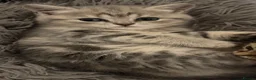 British Shorthair cats for sale: Adorable British Shorthair Kittens for Sale - Advert 4