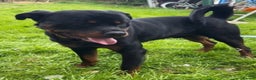 Rottweiler dogs for stud: WELL PROVEN STUD in Halifax - Advert 5