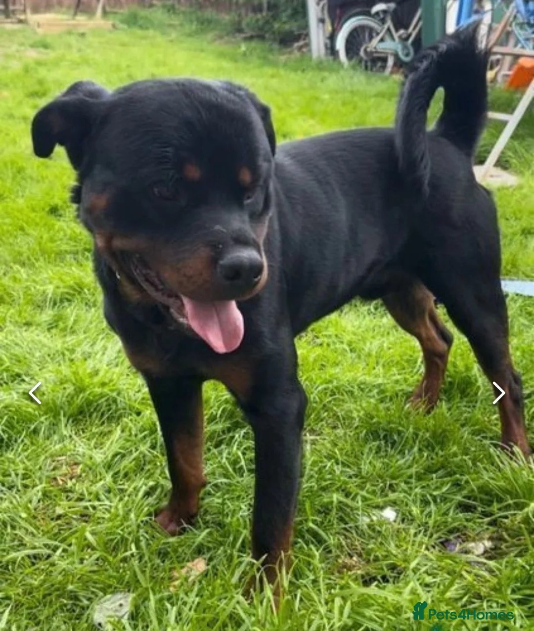 Rottweiler dogs for stud: WELL PROVEN STUD in Halifax - Advert 5