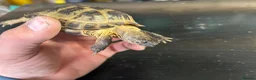 Tortoise reptiles for sale: Male horsefield tortoise  in Swindon - Advert 5