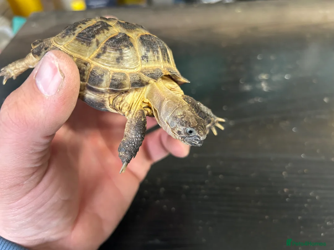 Tortoise reptiles for sale: Male horsefield tortoise  in Swindon - Advert 5