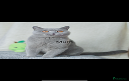 British Shorthair cats for sale: Beautiful BSH kittens 😻 - Image 14