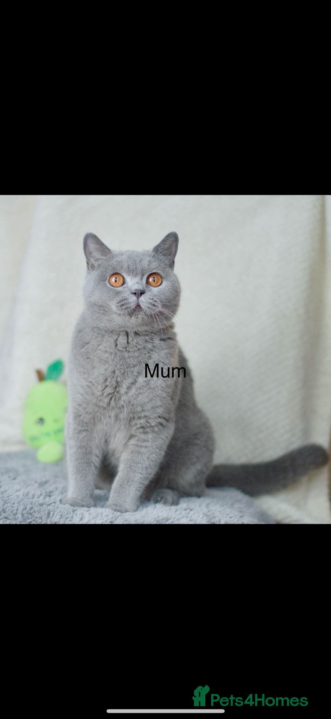 British Shorthair cats for sale: Beautiful BSH kittens 😻 - Image 14