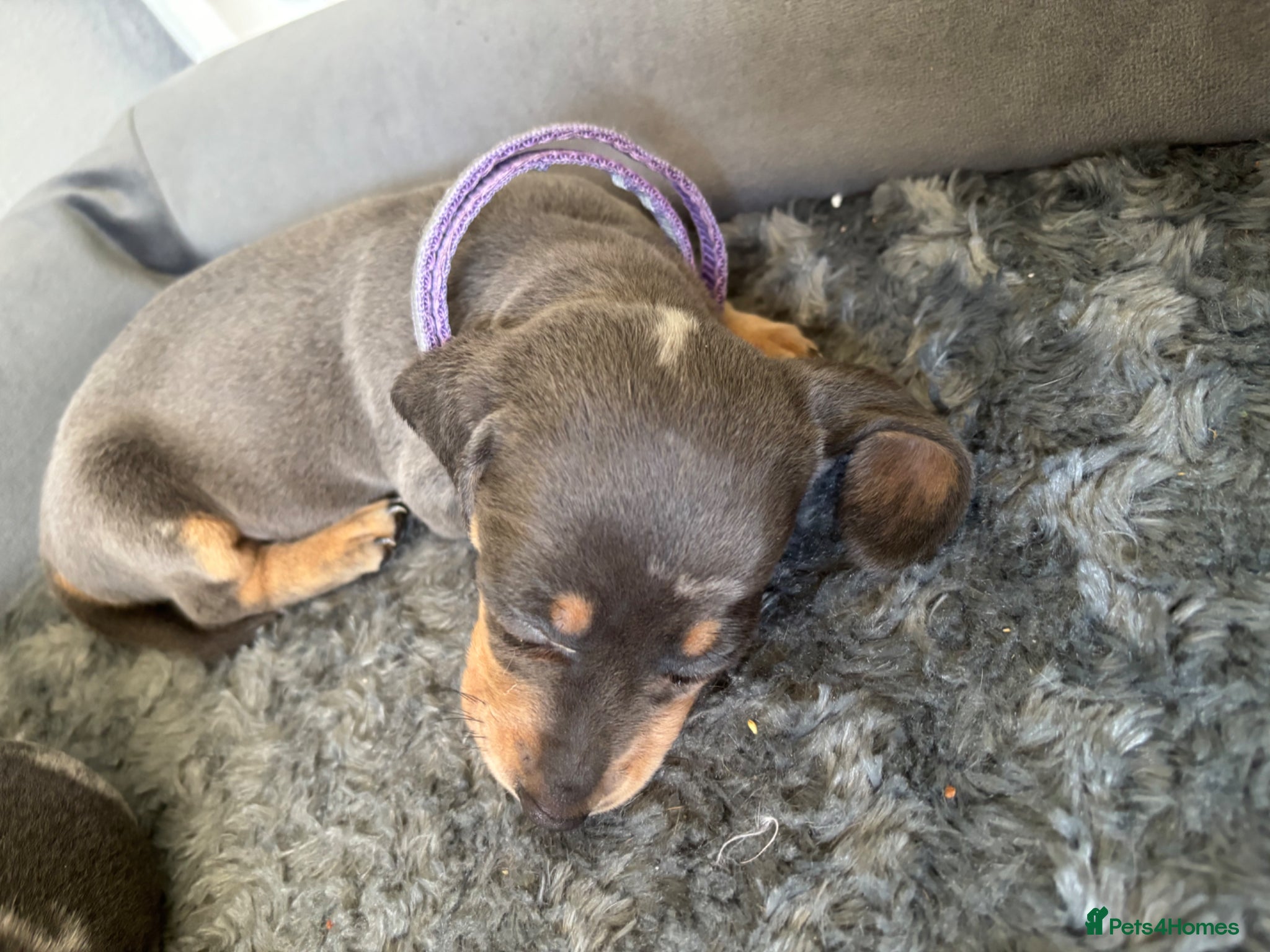 Dachshund dogs 2  amazing dapple dachshund puppys left  - Advert 4