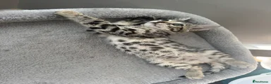 Bengal Kitten 6