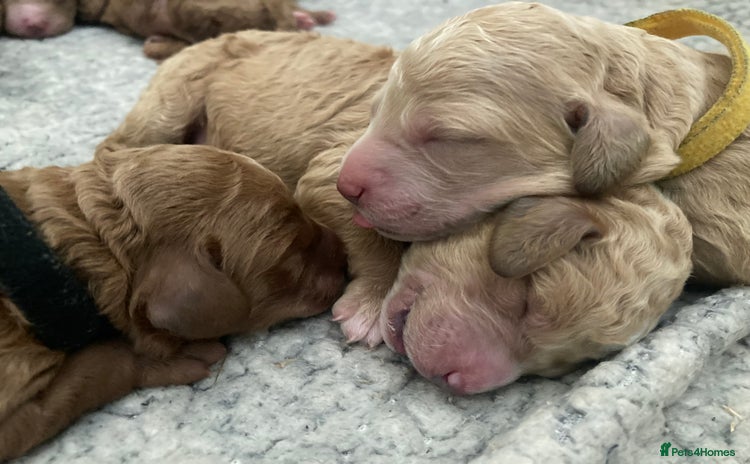 Labradoodle dogs - Advert 1