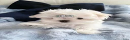 Maltese dogs for sale: 🖤Gorgeous Korean boy available 🖤 - Advert 13