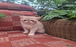 Exotic cats for sale: 💙READY NOW💙🏆Champion sired boys💙 😸  - Image 11