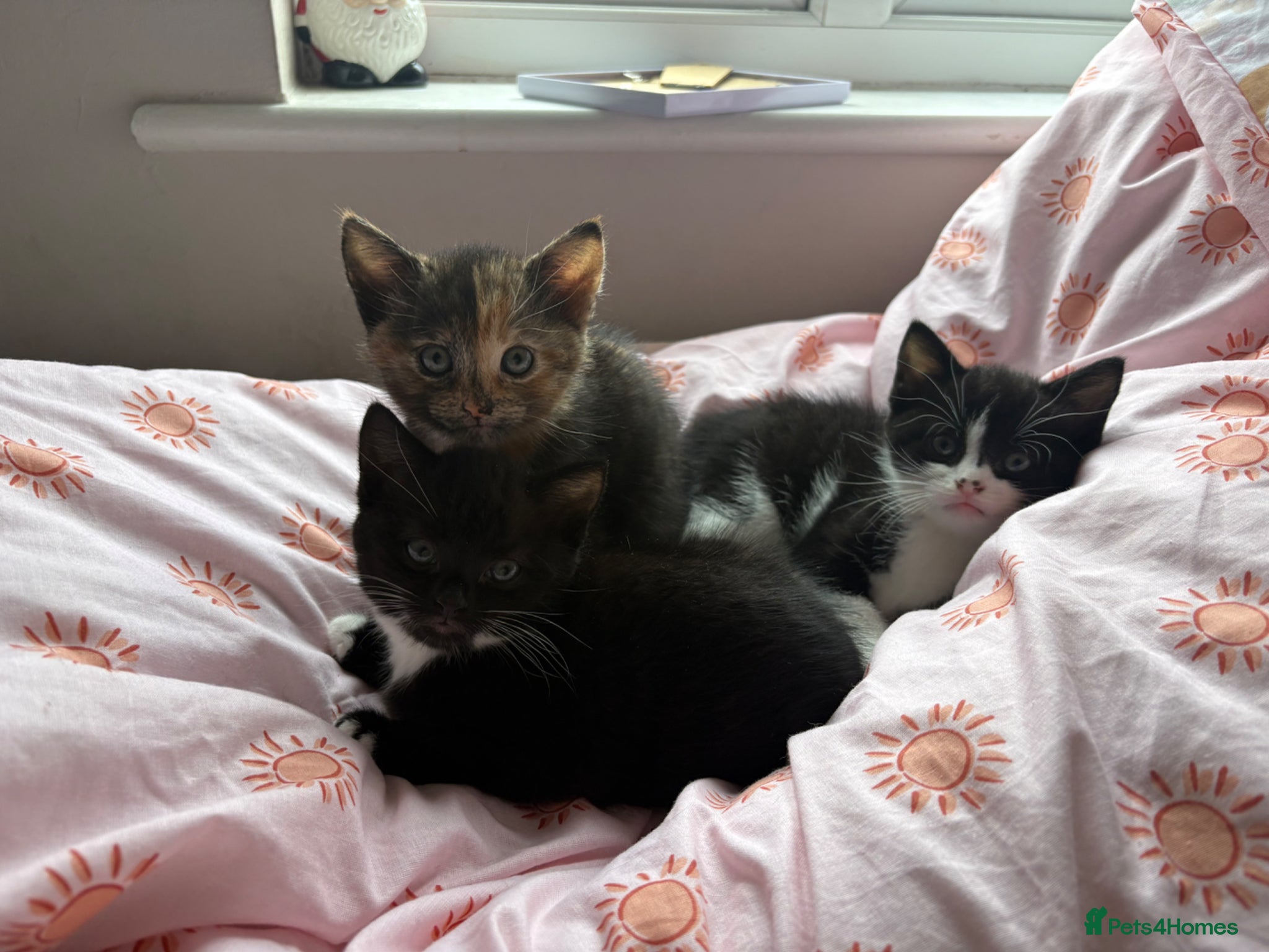 Domestic Shorthair cats  3 kittens  - Advert 10