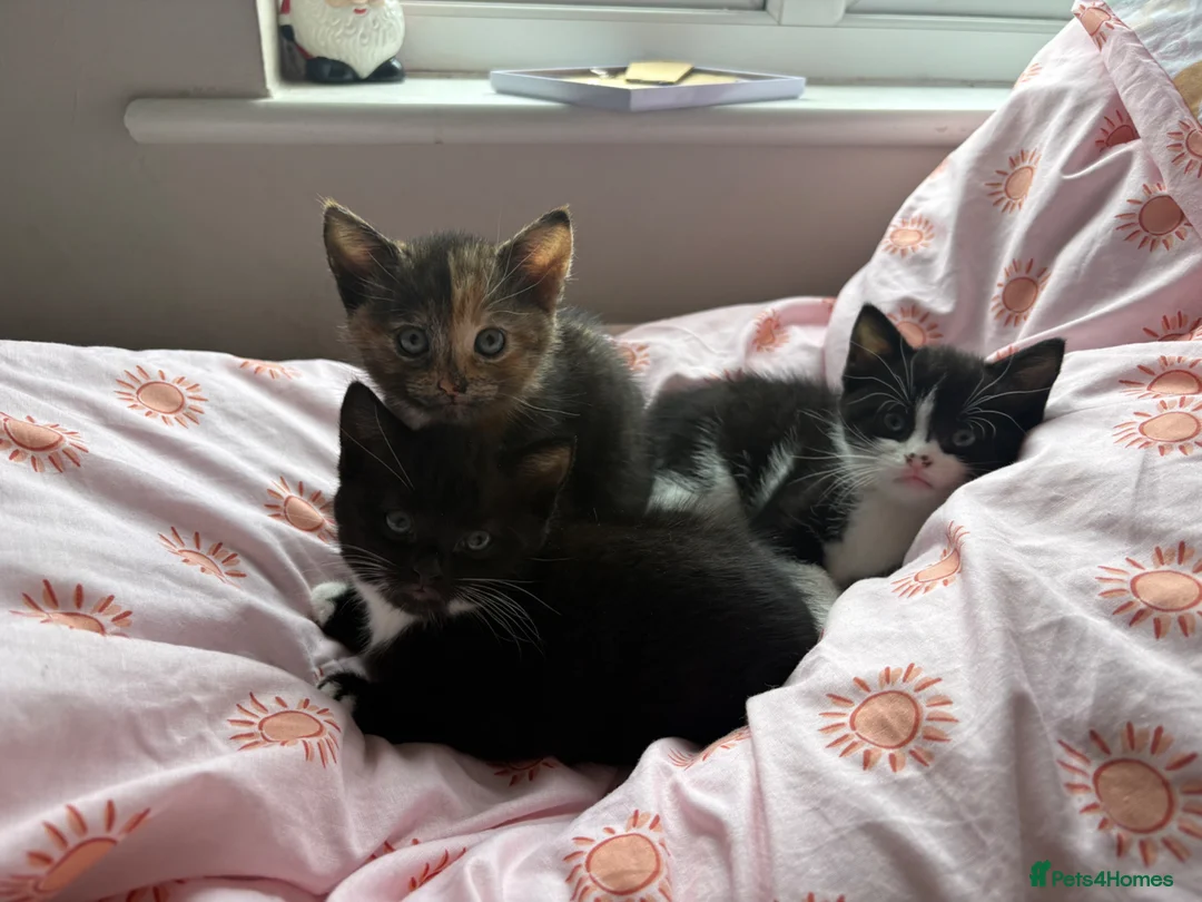 Domestic Shorthair cats for sale:  3 kittens  - Advert 1